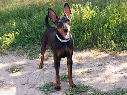 young doperman looking to camera